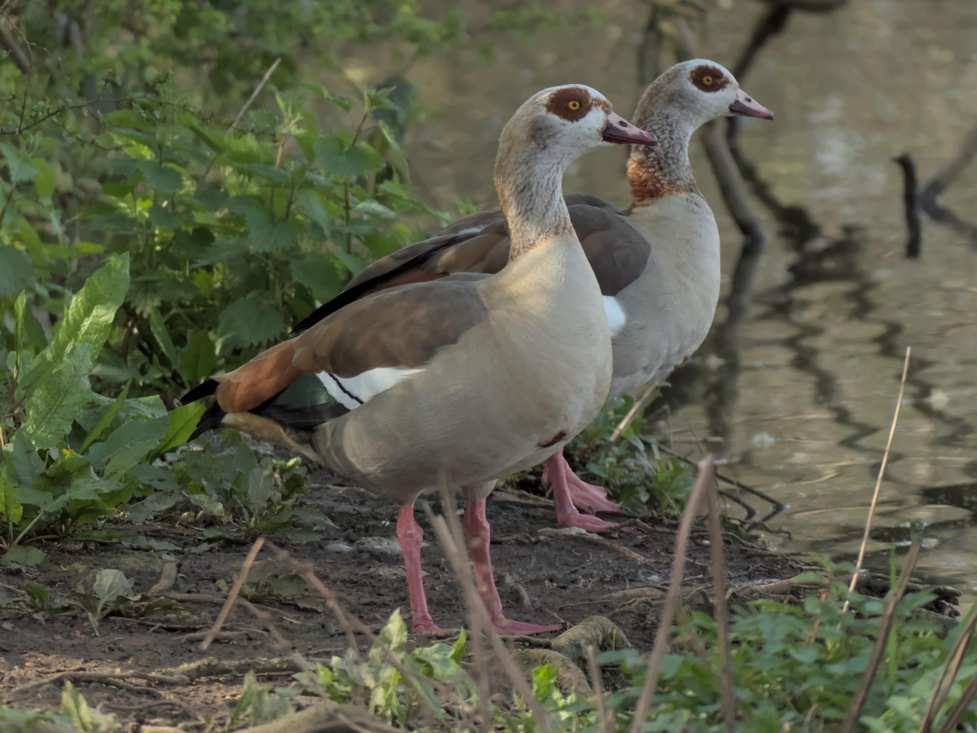 A pair of very similar looking Egyptian Geese by the side of the water.