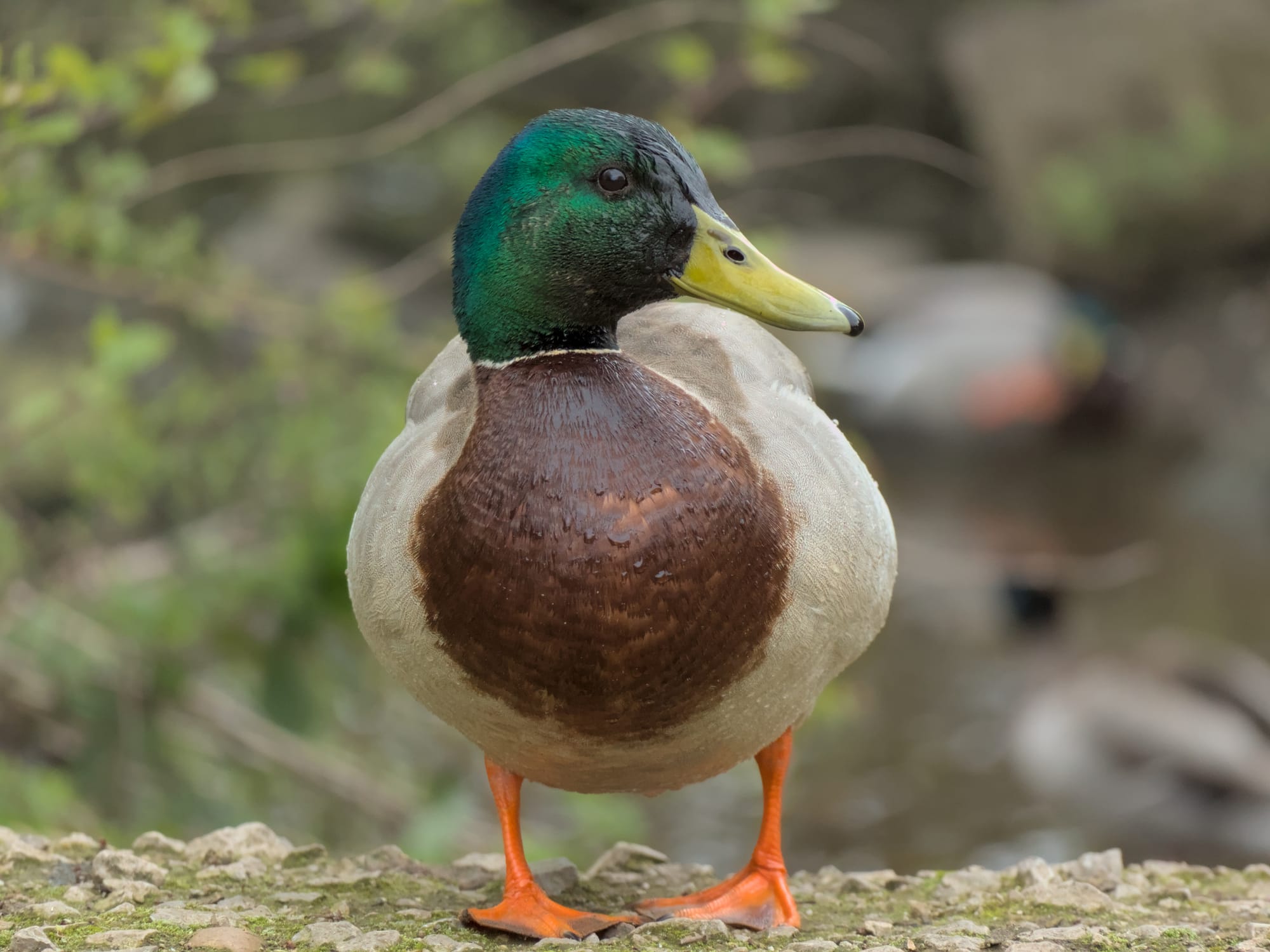 A very round duck seen face-on, his beak pointing to the left.